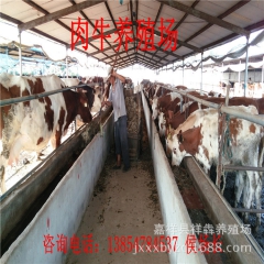 出售、西门搭、利木赞、肉牛、欢迎选购