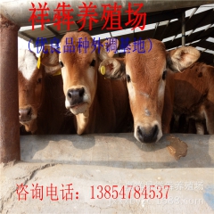 大量低价出售、鲁西黄牛、牛犊、肉牛、利木赞  欢迎选购。