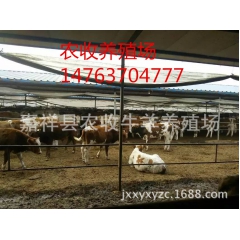 鲁西黄牛种牛价格杂交牛养殖场供应利木赞