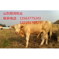 适合南方的养殖的牛犊鲁西黄牛 西门塔牛 北方 利木赞 夏洛莱...