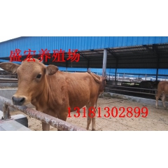 肉牛犊 鲁西黄牛 利木赞 秸秆养殖肉牛利润高