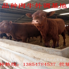 长期供应、利木赞、牛犊、鲁西黄牛