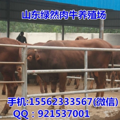 西门塔尔牛 利木赞 价格 夏洛莱 鲁西黄牛繁育基地 小牛犊多...