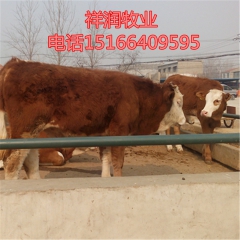 山西肉牛价格 种肉牛犊繁育基地 鲁西黄牛多少钱 利木赞 夏洛...