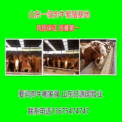 常年供应西门塔尔肉牛 夏洛莱肉牛 鲁西黄牛 利木赞 牛