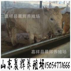 肉牛繁育养殖场 出售西门塔尔 鲁西黄牛 利木赞