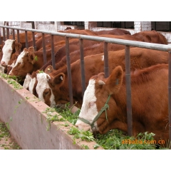 鲁西黄牛肉牛犊价格利润分析 夏洛莱牛怀孕母牛行情 利木赞