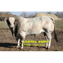 山东顺鸿养殖场出售夏洛莱肉牛 夏洛莱黄小牛 牛犊利木赞 欢迎...