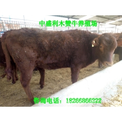 厂家直销鲁西黄牛 利木赞 大量批发优惠中小母牛10元一斤量大...