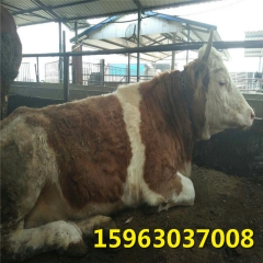 山东肉牛养殖场出售西门塔尔、夏洛莱、利木赞、肉牛牛犊