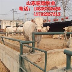 夏洛莱 利木赞 优良肉牛 西门塔尔牛犊 养殖技术 黄肉牛价格