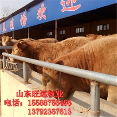 利木赞 夏洛莱牛肉牛 杂交改良西门塔尔 推荐品种鲁西黄牛肉牛