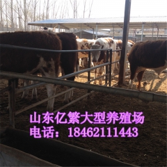 夏洛莱 利木赞 鲁西黄牛 牛犊 西门塔尔牛，供应广东省的改良...