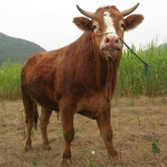 肉牛养殖场主打产品鲁西黄牛，利木赞，西门塔尔，夏洛莱牛价格