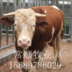 山东杂交改良肉牛、西门塔尔牛牛犊  夏洛莱牛  利木赞
