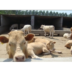 供肉牛 肉牛犊 夏洛莱 鲁西黄牛 利木赞