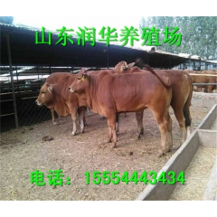 利木赞牛育种中心 利木赞牛最新价格 最新牛羊行情 利木赞