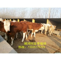 顺鸿鲁西黄 利木赞 西门塔尔 夏洛菜哪个肉牛价格 品种好