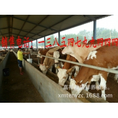 利木赞牛牛犊多少钱一头 哪里有纯种利木赞 短期育肥利润