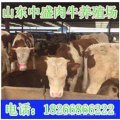 本场供应优质肉牛 黄牛 西门塔尔 夏洛莱 利木赞 杂交牛