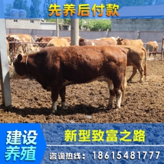 夏洛莱 利木赞 鲁西黄牛 西门塔尔肉牛犊 牛犊多少钱一头 肉...