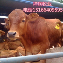 山东西门塔尔牛牛犊养殖 三元杂交牛犊 活牛出售 利木赞 夏洛...