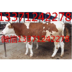 西门塔尔牛价格 夏洛莱牛的价格