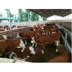 常年面向全国各地出售大批肉牛犊，架子牛，