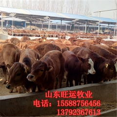 西门塔尔 夏洛莱肉牛多少钱 小牛犊价格 国家正规肉牛养殖场