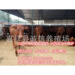 常年出售农村肉牛品种 西门塔尔 夏洛莱牛 鲁西黄牛 利木赞牛