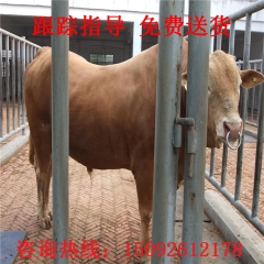 出售肉牛养牛精选【肉牛犊】西门塔尔 夏洛莱肉牛 海福特肉牛