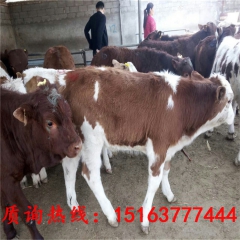 山东九江肉牛养殖场低价出售牛犊 育肥西门塔尔