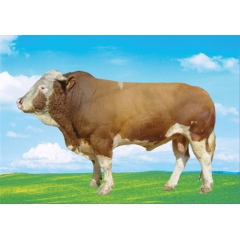 甘肃景盛养殖场 西门塔尔 奶肉牛 肉牛 活牛供应 2016年...