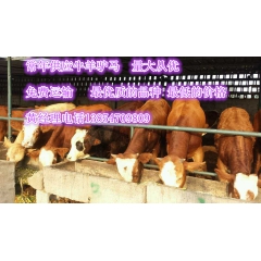 出售优质西门塔尔牛 西门塔尔牛长势快 优质牛肉出肉率高西门塔...