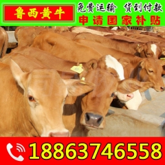 大量出售肉牛犊 肉驴 鲁西黄牛 西门塔尔 波尔山羊等
