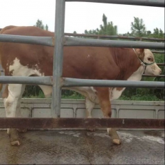 江西省级肉牛养殖基地,西门塔尔,夏洛莱牛,鲁西黄牛肉牛犊价格