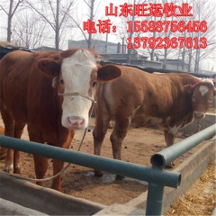 鲁西黄牛 牛犊子价格便宜 邛崃种牛肉牛养殖场批发 西门塔尔