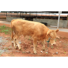 供应肉牛养牛精选肉牛西门塔尔 夏洛莱肉牛 海福特牛肉牛