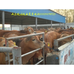 西门塔尔 奶牛价格  种牛价格  奶牛价格 奶牛种公牛