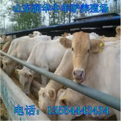 供应肉牛养牛精选肉牛西门塔尔 夏洛莱肉牛 海福特牛肉牛
