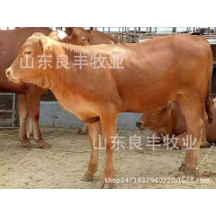 山东鲁西黄牛 活体牛 西门塔尔 夏洛莱 诚信  良丰牧业良心...