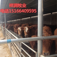 出售种公牛 母牛 牛犊 肉牛牛犊 夏洛莱 利木赞种牛价格