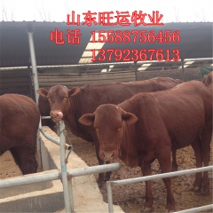 夏洛莱 利木赞常年供应改良品 西门塔尔牛 批发 肉牛养殖基地...