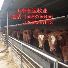 山东哪里有卖西门塔尔肉牛犊的 利木赞价格 夏洛莱多少钱 夏洛...