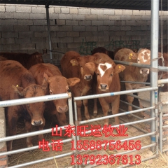 肉牛今年的行情价格 鲁西黄牛多少钱 西门塔尔 夏洛莱 利木赞...