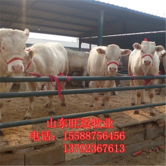 哪种肉牛出肉率高 鲁西黄牛 夏洛莱 西门塔尔多少钱 利木赞价...