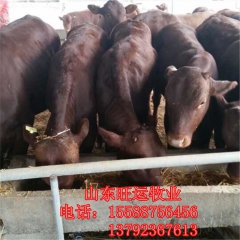 莘县利木赞养殖场直供改良 西门塔尔牛 鲁西黄牛 夏洛莱 肉牛...