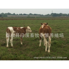 江西西门塔尔，夏洛莱，利木赞肉牛养殖技术