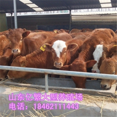 利木赞肉牛多少钱 西门塔尔牛犊价格 鲁西黄牛哪里有卖 夏洛莱