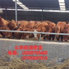 盘锦利木赞养殖场直供改良 西门塔尔牛 鲁西黄牛 夏洛莱 肉牛...